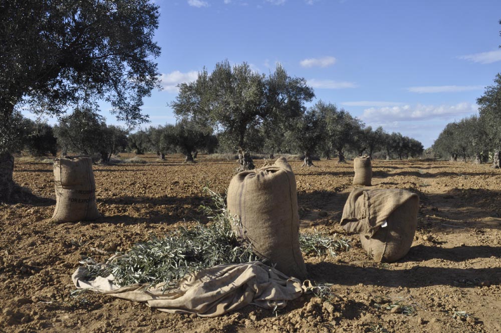 Huile d'olive bio et demeter et bois d'olivier de Tunisie - Méditerroir