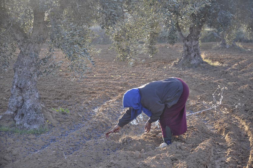 Huile d'olive bio et demeter et bois d'olivier de Tunisie - Méditerroir